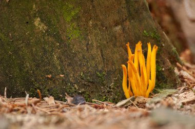 Ormandaki Ramaria flava