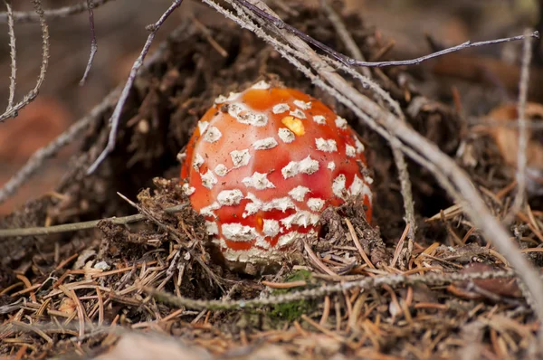 Amanita muscaria in bos — Stockfoto