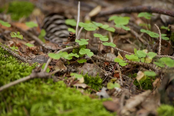 Nahaufnahme der Makroflora im Wald — Stockfoto