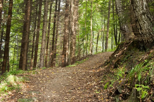 Pavimento forestal en la naturaleza —  Fotos de Stock