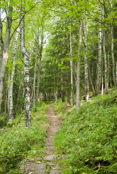 Forest bestrating in de natuur — Stockfoto