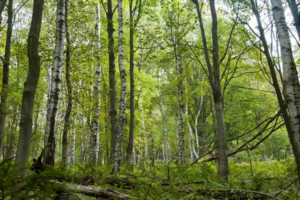 Bela paisagem florestal — Fotografia de Stock