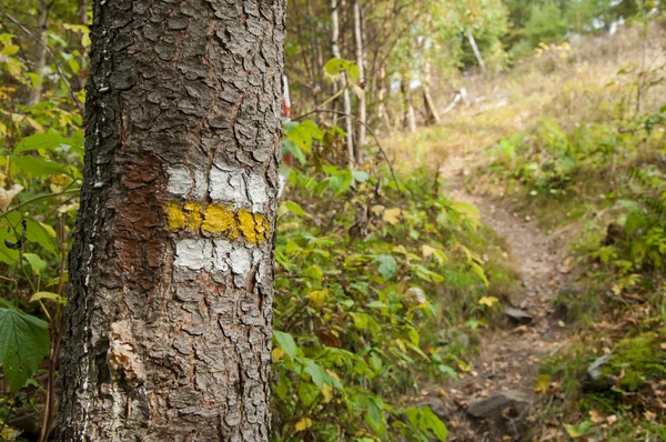 Sinal turístico amarelo na árvore — Fotografia de Stock