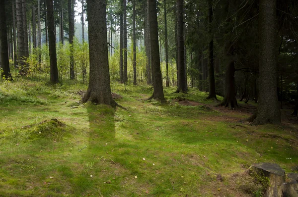 Güzel orman sahne — Stok fotoğraf