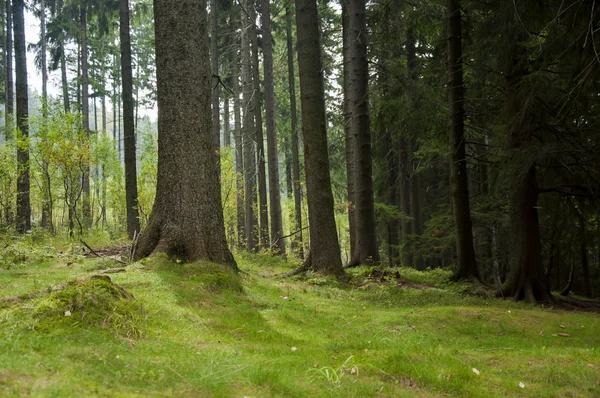 Hermoso paisaje forestal — Foto de Stock