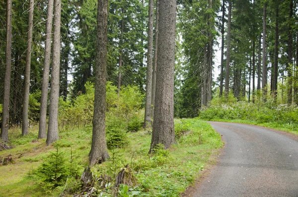 自然の中の森林歩道 — ストック写真