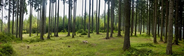 Widok na piękny las — Zdjęcie stockowe