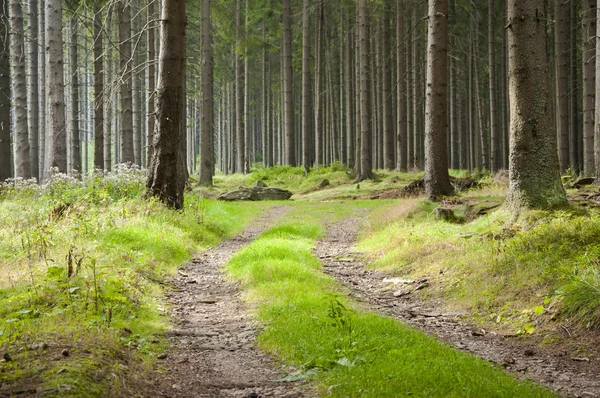 Pavimento forestal en la naturaleza —  Fotos de Stock