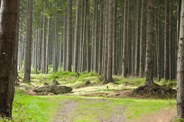 Forest bestrating in de natuur — Stockfoto