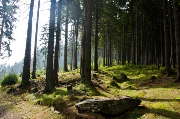 Krásné lesní scenérie — Stock fotografie