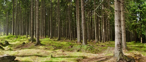 Krásná lesní panorama — Stock fotografie