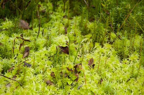 Encerramento da macroflora na floresta — Fotografia de Stock