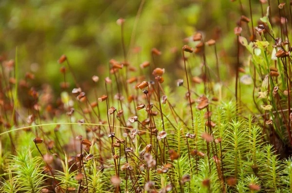 Chiusura della macroflora nella foresta — Foto Stock