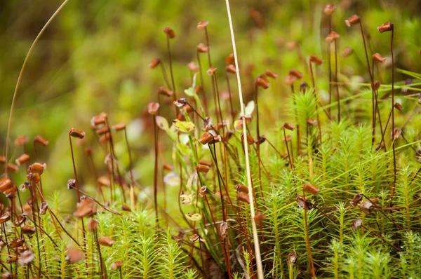 Closup van macro flora in bos — Stockfoto