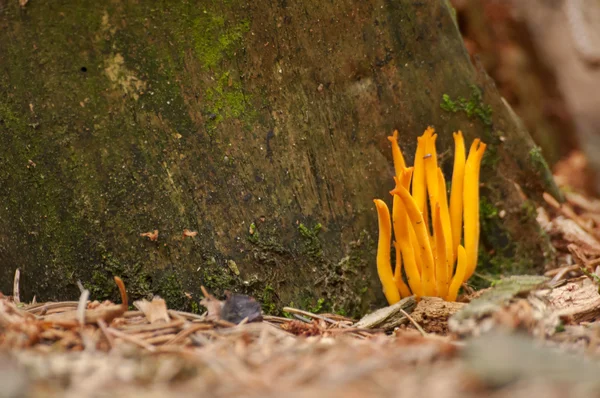 Ramaria flava en el bosque — Foto de Stock
