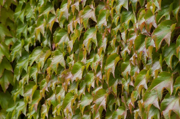 Primer plano de la hiedra en otoño —  Fotos de Stock