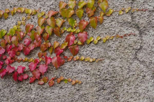 Jesienią z bliska bluszcz — Zdjęcie stockowe