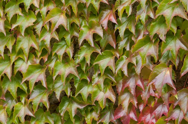 Lähikuva muratti syksyllä — kuvapankkivalokuva