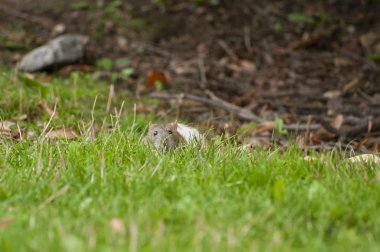 Eskiden şiling şimdi domuz bir gıda üzerinde bir ot yiyor.