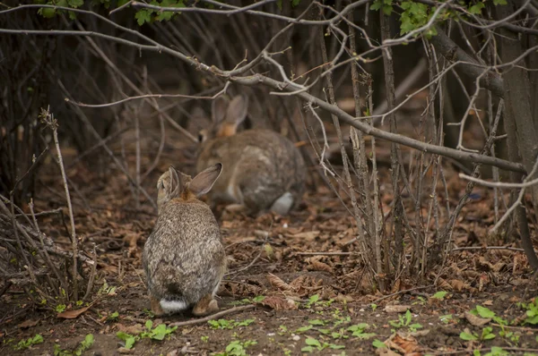 Rabbit sitting under branches of bush — Stock Photo, Image