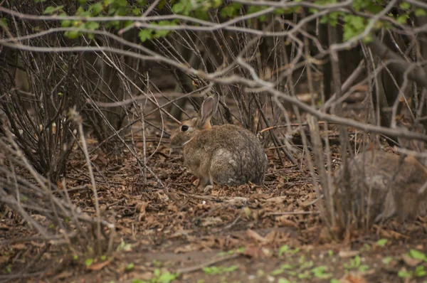 Rabbit sitting under branches of bush — Stock Photo, Image