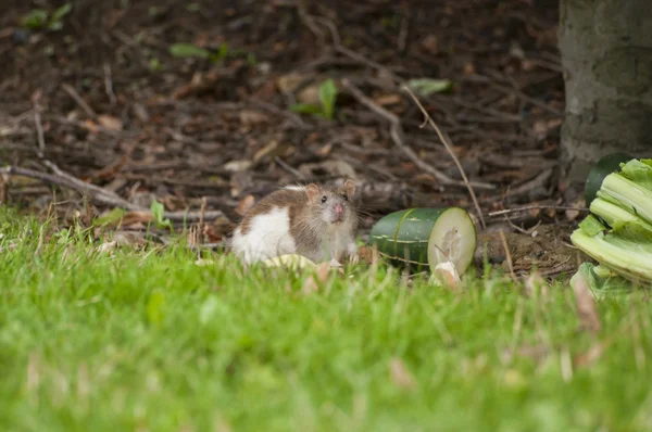 Guinea-pig eats a food on a grass — Stock Photo, Image