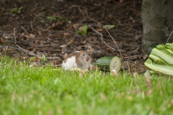 Guinea-pig eats a food on a grass — Stock Photo, Image