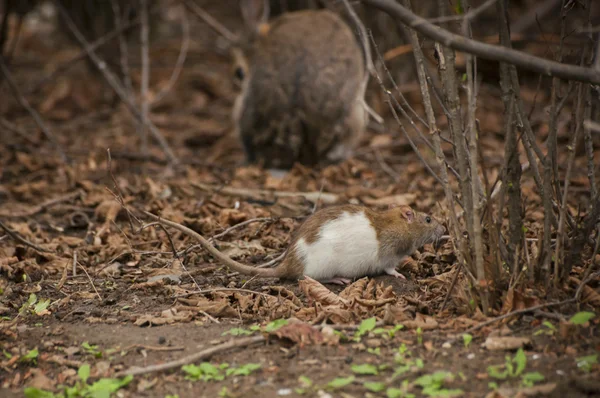 Rabbit with rat sitting under branches of bush — Stock Photo, Image