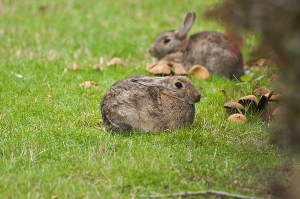 Rabbit sitting on a grass with mushrooms — Stock Photo, Image