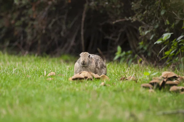 Rabbit sitting on a grass with mushrooms — Stock Photo, Image