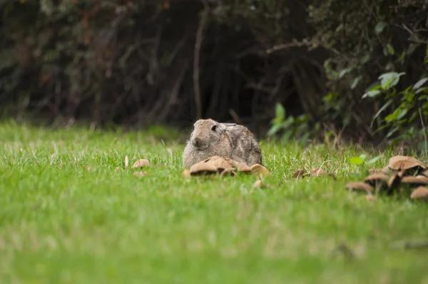 Rabbit sitting on a grass with mushrooms — Stock Photo, Image