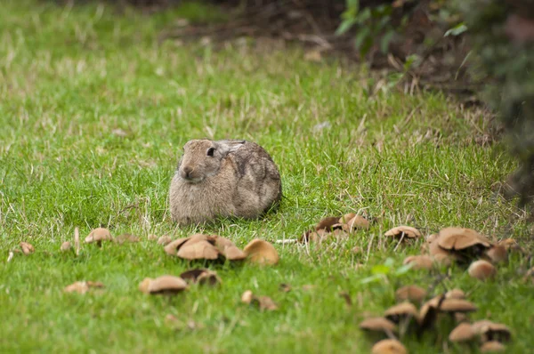 Rabbit sitting on a grass with mushrooms — Stock Photo, Image