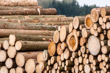 ağaçların günlükleri