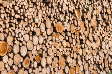 ağaçların günlükleri