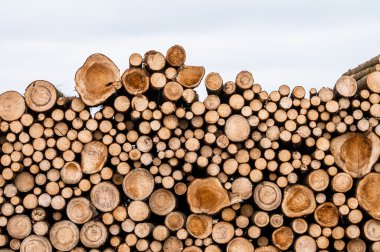 ağaçların günlükleri