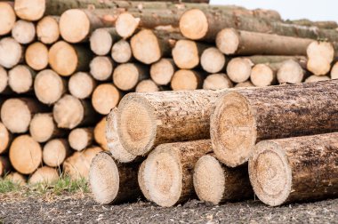 ağaçların günlükleri