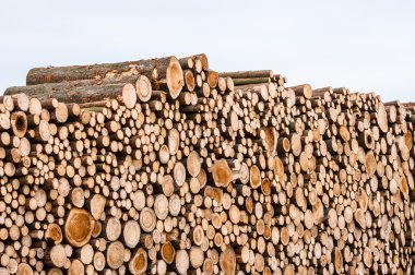 ağaçların günlükleri