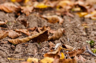 yere düşen yapraklar