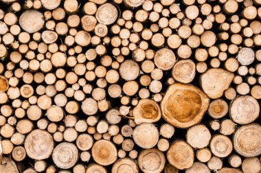 ağaçların günlükleri