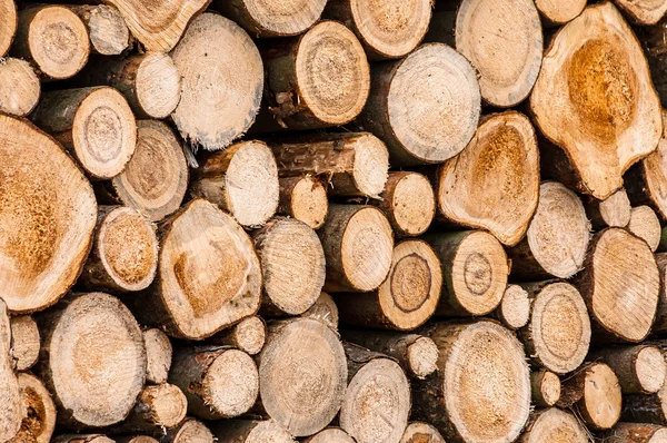 Logs of trees — Stock Photo, Image