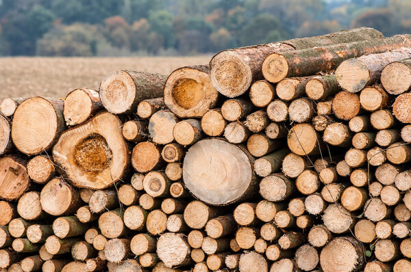 Logs of trees