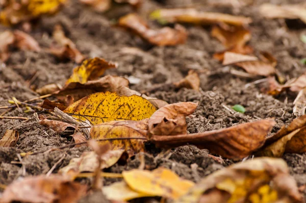 Foglie cadute a terra — Foto Stock