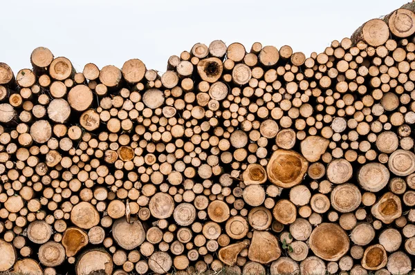 Logs of trees — Stock Photo, Image