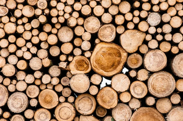 Logs of trees — Stock Photo, Image
