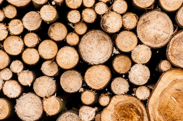 Logs of trees — Stock Photo, Image