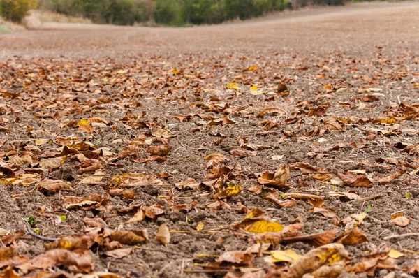 Feuilles tombées sur le sol — Photo