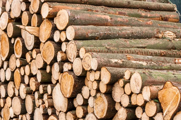 Logs of trees — Stock Photo, Image