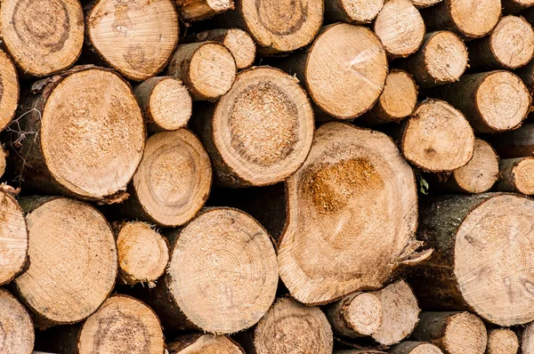 Logs of trees Stock Image