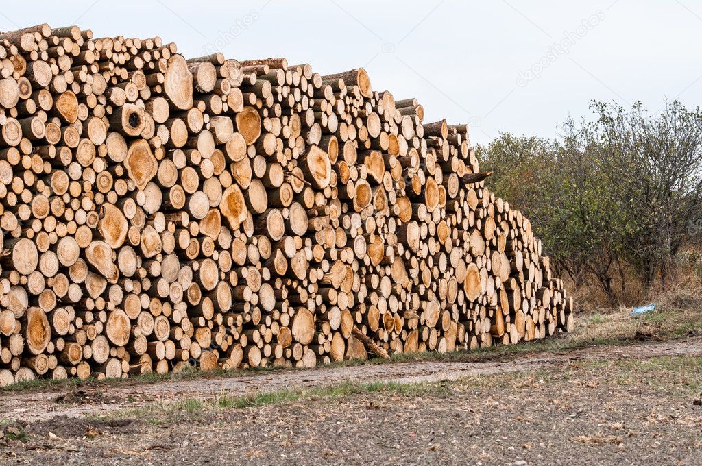 Logs of trees