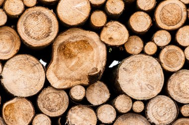 ağaçların günlükleri